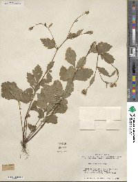 Geum canadense image