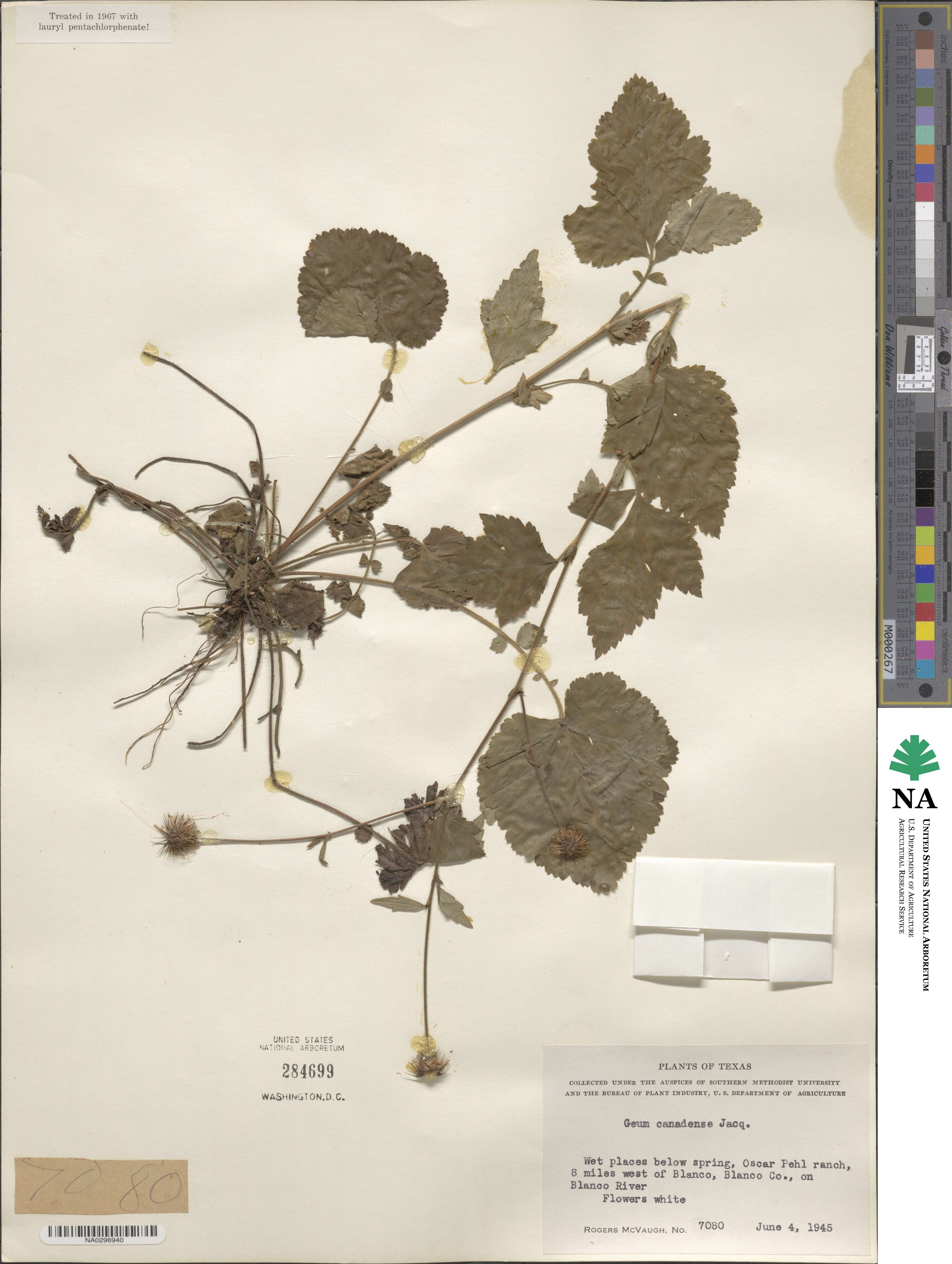 Geum canadense image