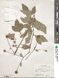 Geum canadense image