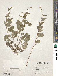 Geum canadense image