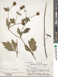 Geum canadense image