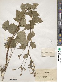 Geum canadense image