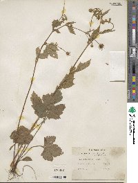 Geum canadense image