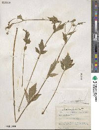 Geum canadense image