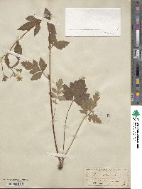 Geum canadense image