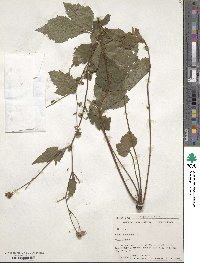 Geum canadense image