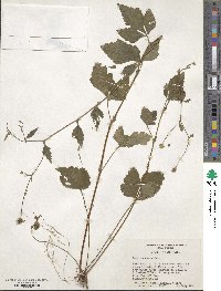 Geum canadense image