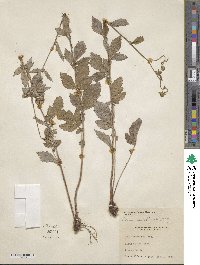 Geum canadense image