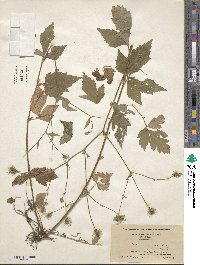 Geum canadense image