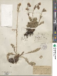 Geum triflorum var. ciliatum image