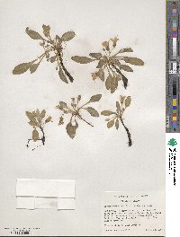 Hesperochiron californicus image