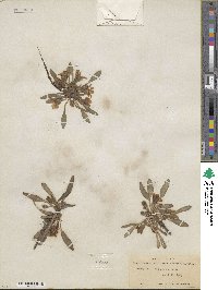 Hesperochiron californicus image