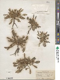 Hesperochiron californicus image