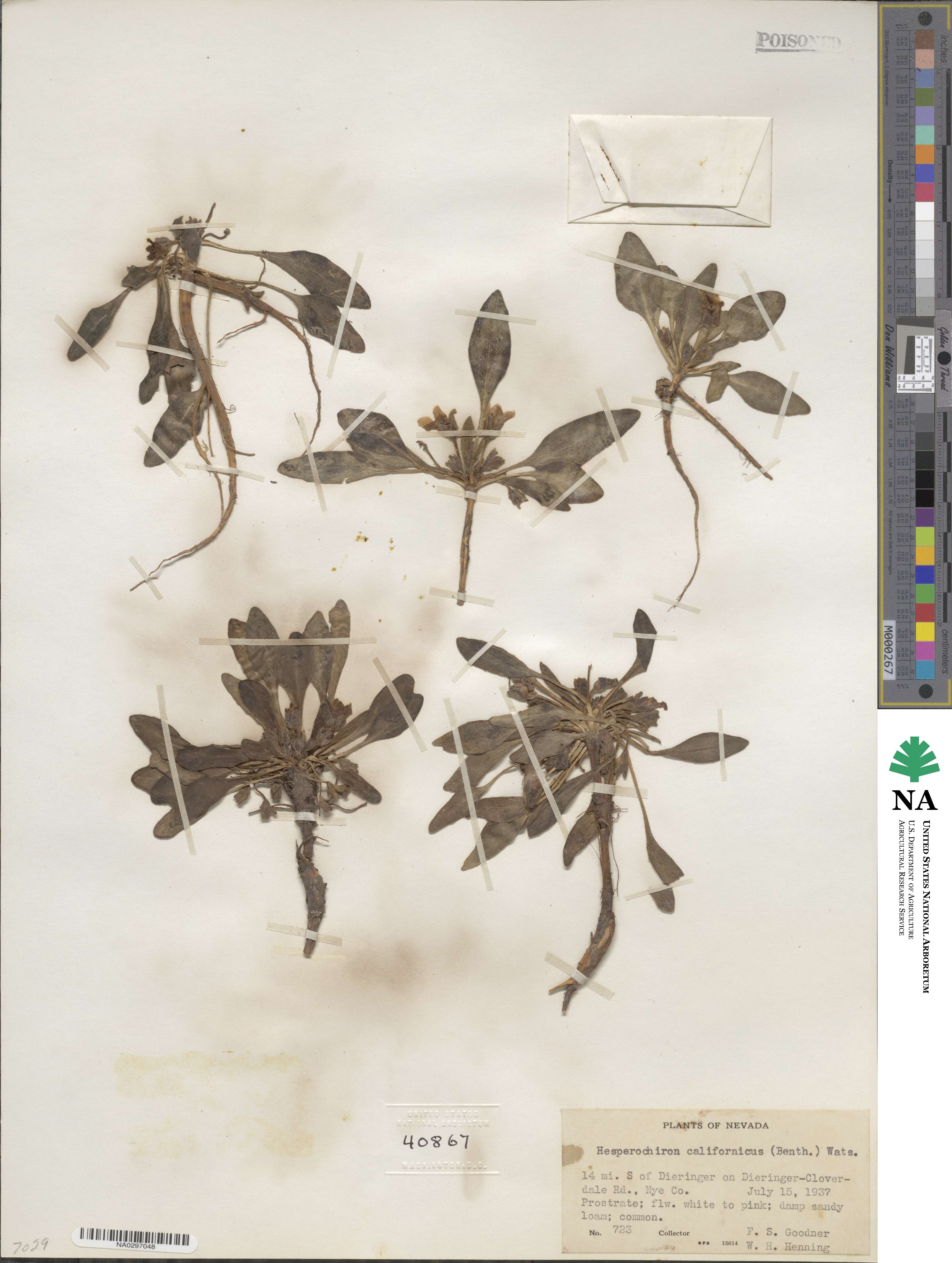 Hesperochiron californicus image