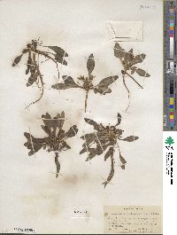 Hesperochiron californicus image