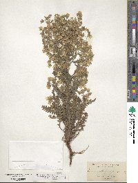 Emmenanthe penduliflora image