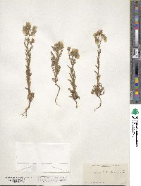 Emmenanthe penduliflora image