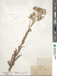 Emmenanthe penduliflora image