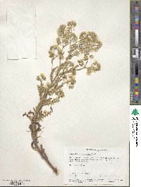 Emmenanthe penduliflora image