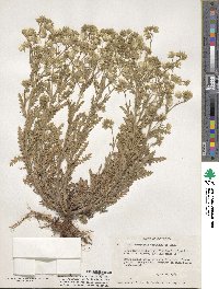 Emmenanthe penduliflora image