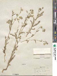 Emmenanthe penduliflora image