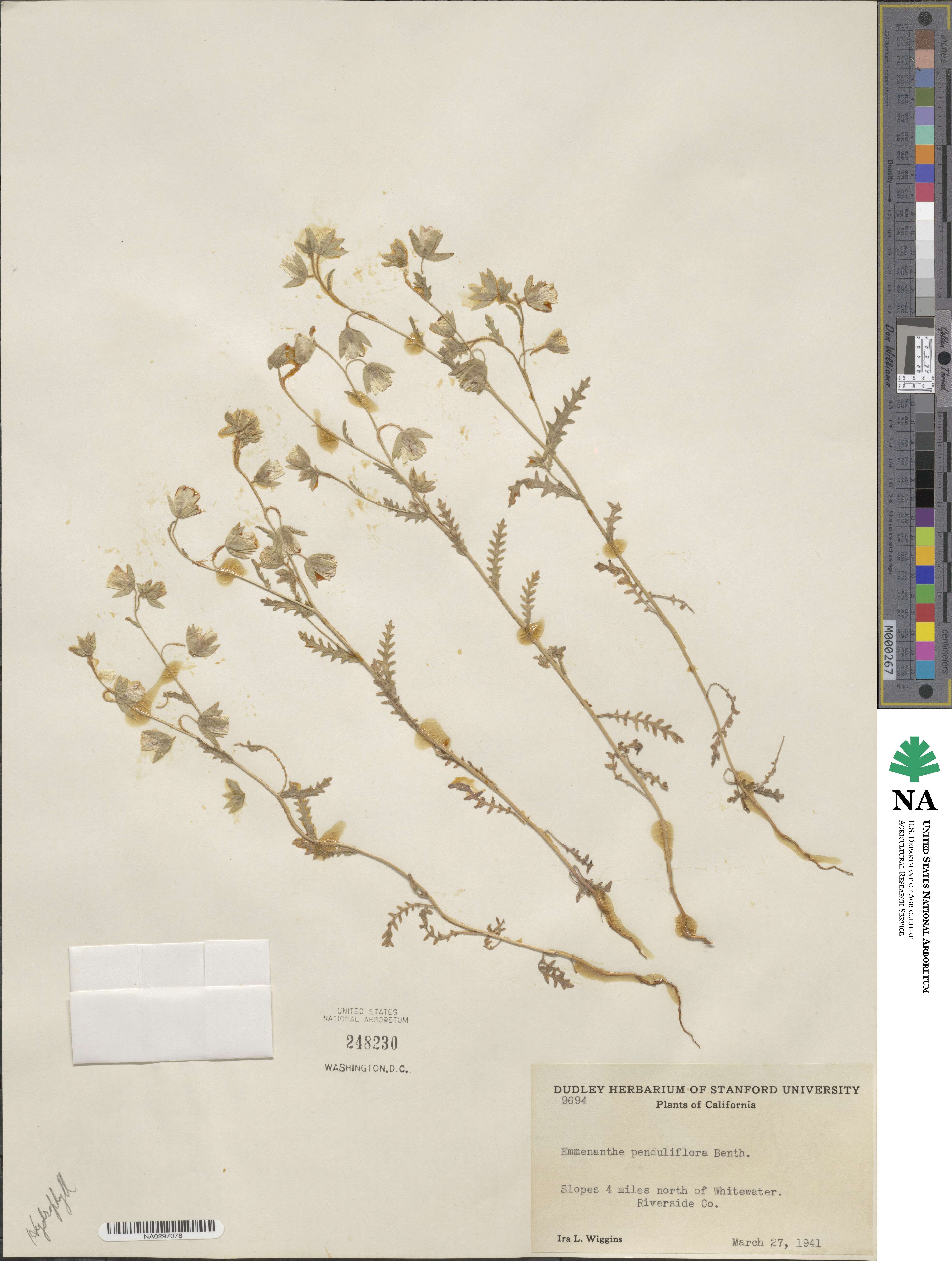 Emmenanthe penduliflora image