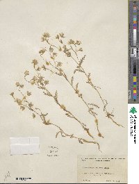 Emmenanthe penduliflora image