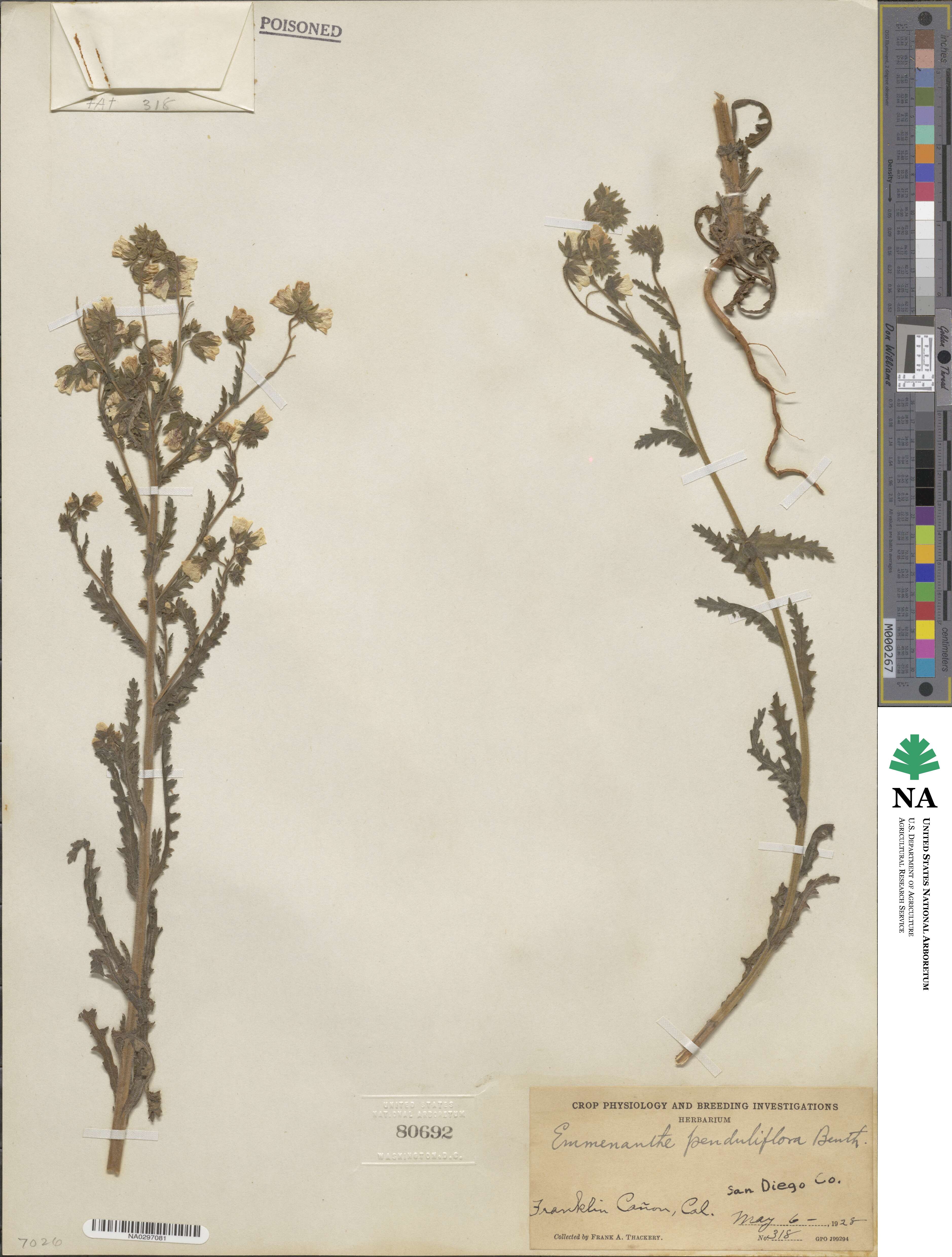 Emmenanthe penduliflora image