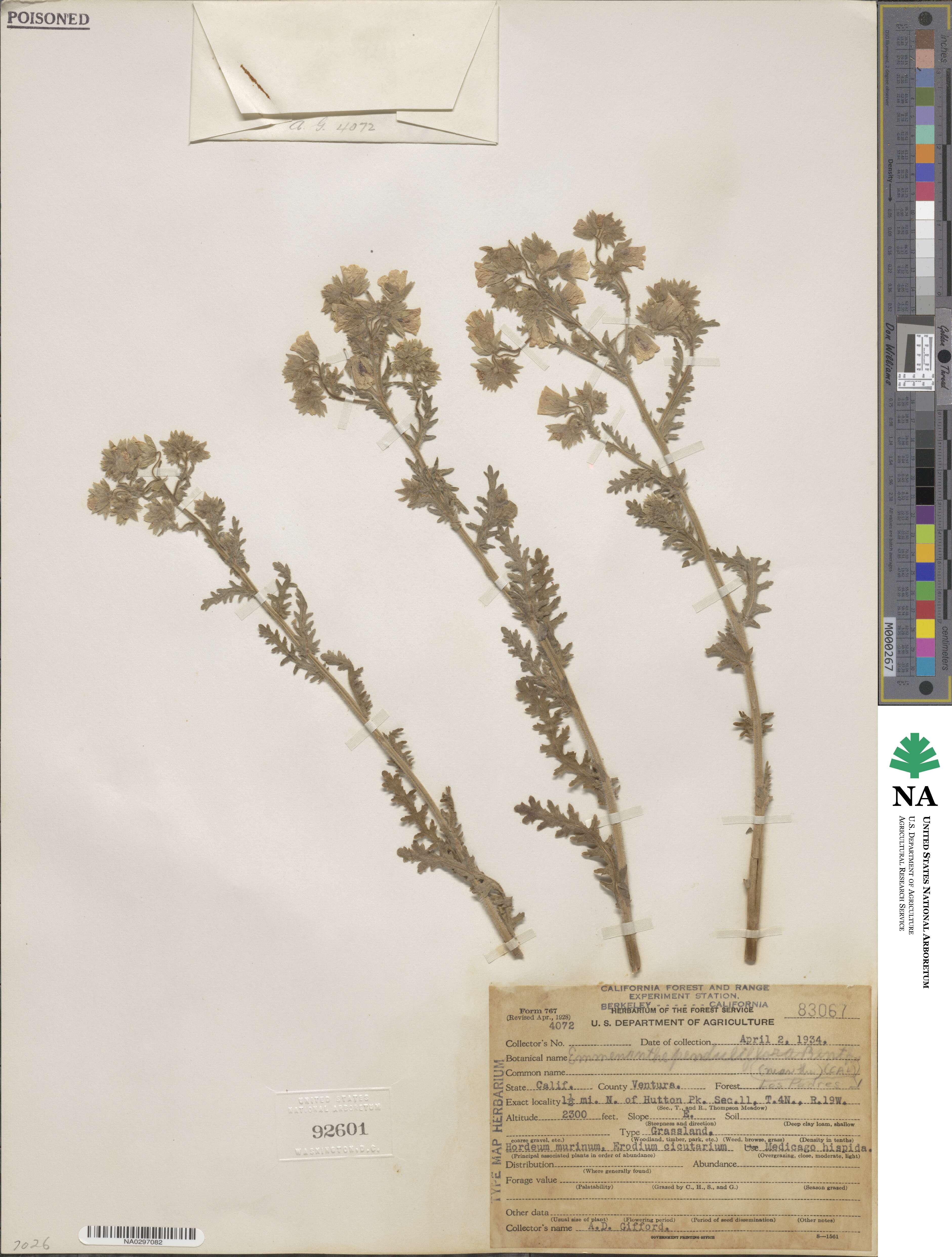 Emmenanthe penduliflora image