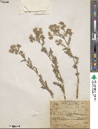 Emmenanthe penduliflora image