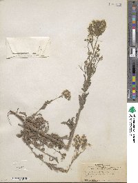 Emmenanthe penduliflora image