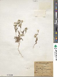 Emmenanthe penduliflora image