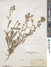 Emmenanthe penduliflora image