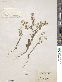 Emmenanthe penduliflora image