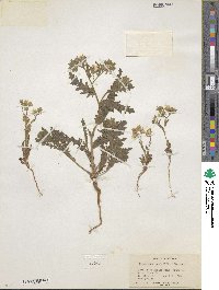 Emmenanthe penduliflora image