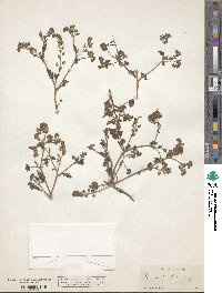 Phacelia lutea image