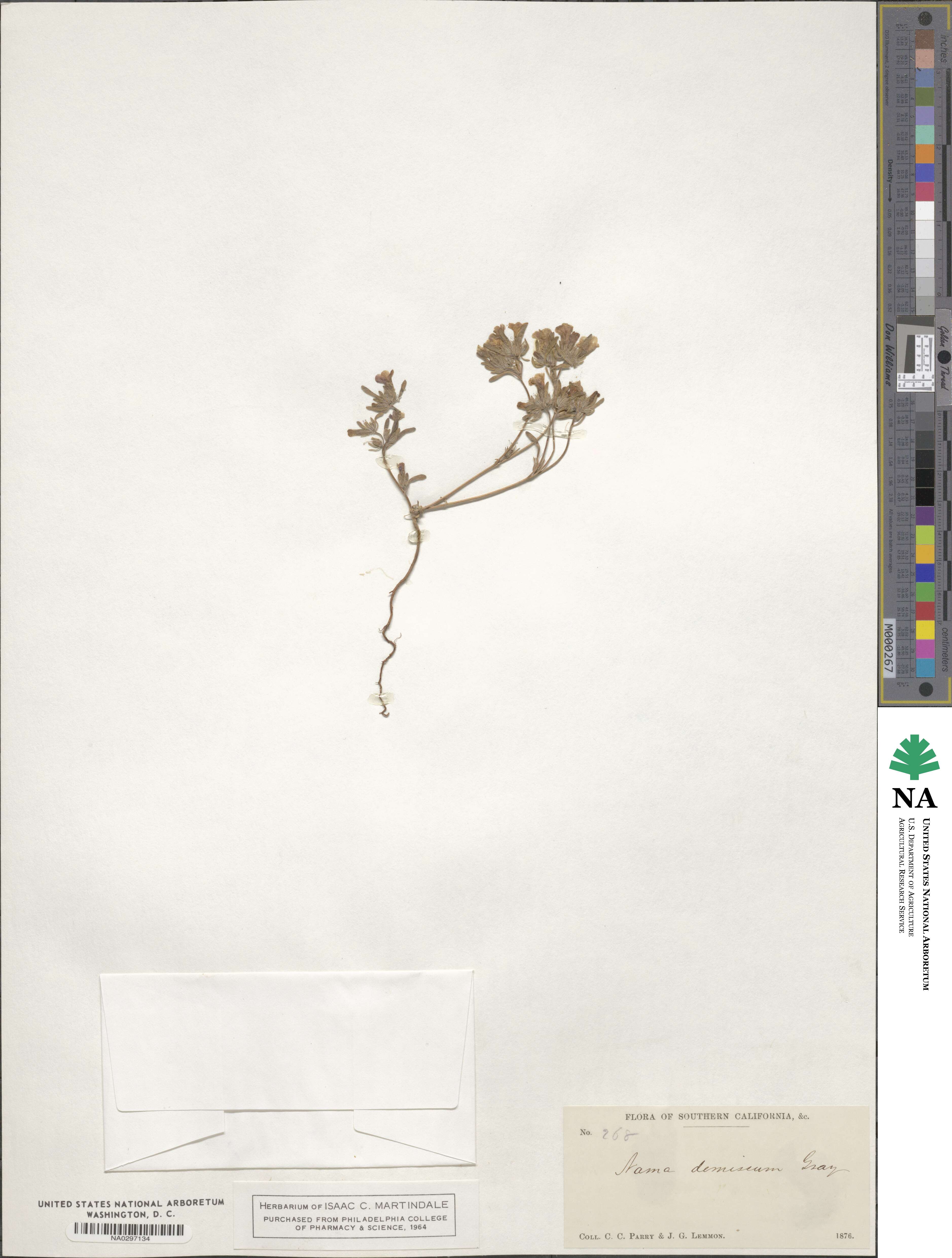 Namaceae image
