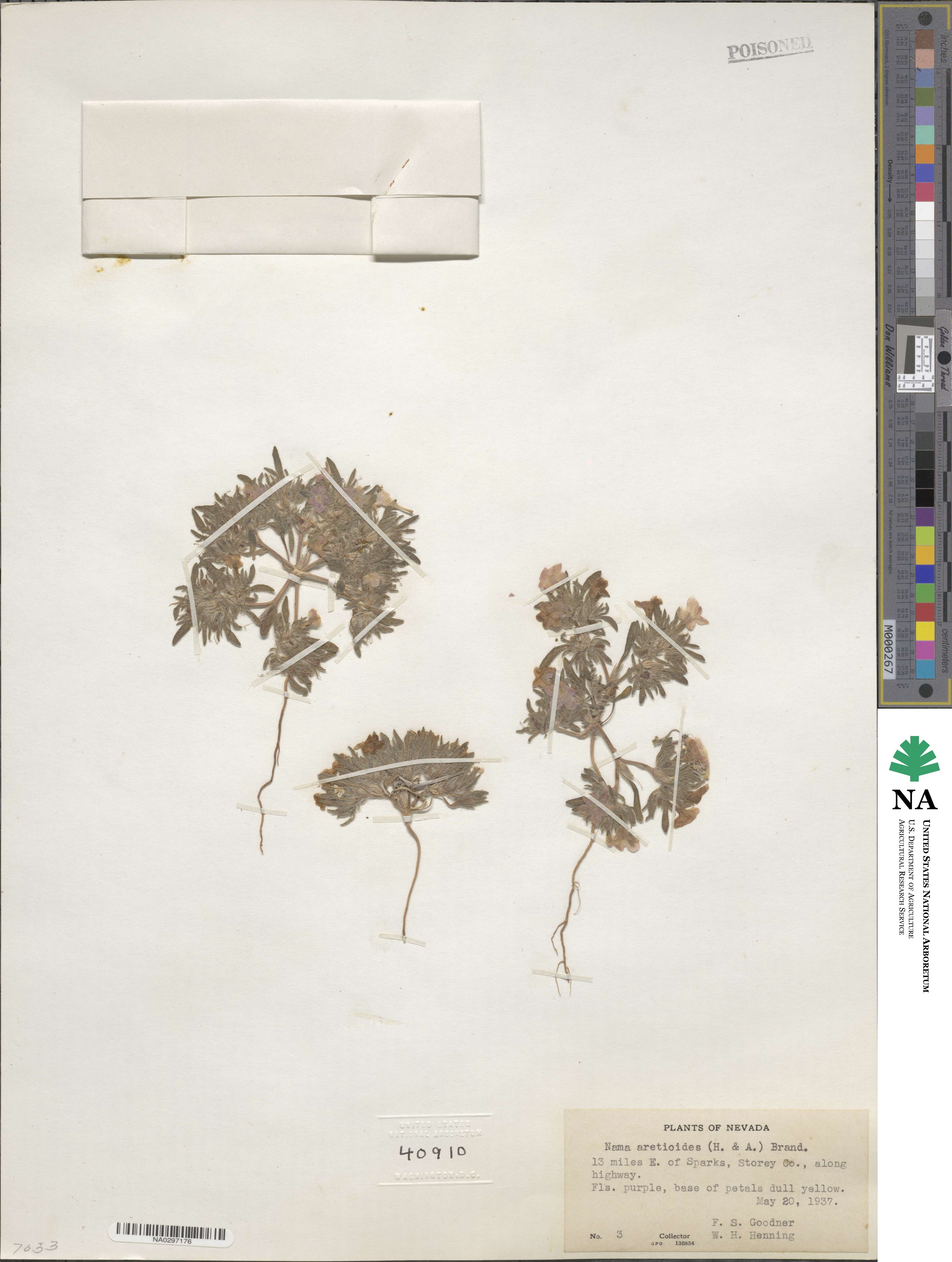 Nama aretioides image