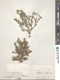 Image of Nama parvifolium