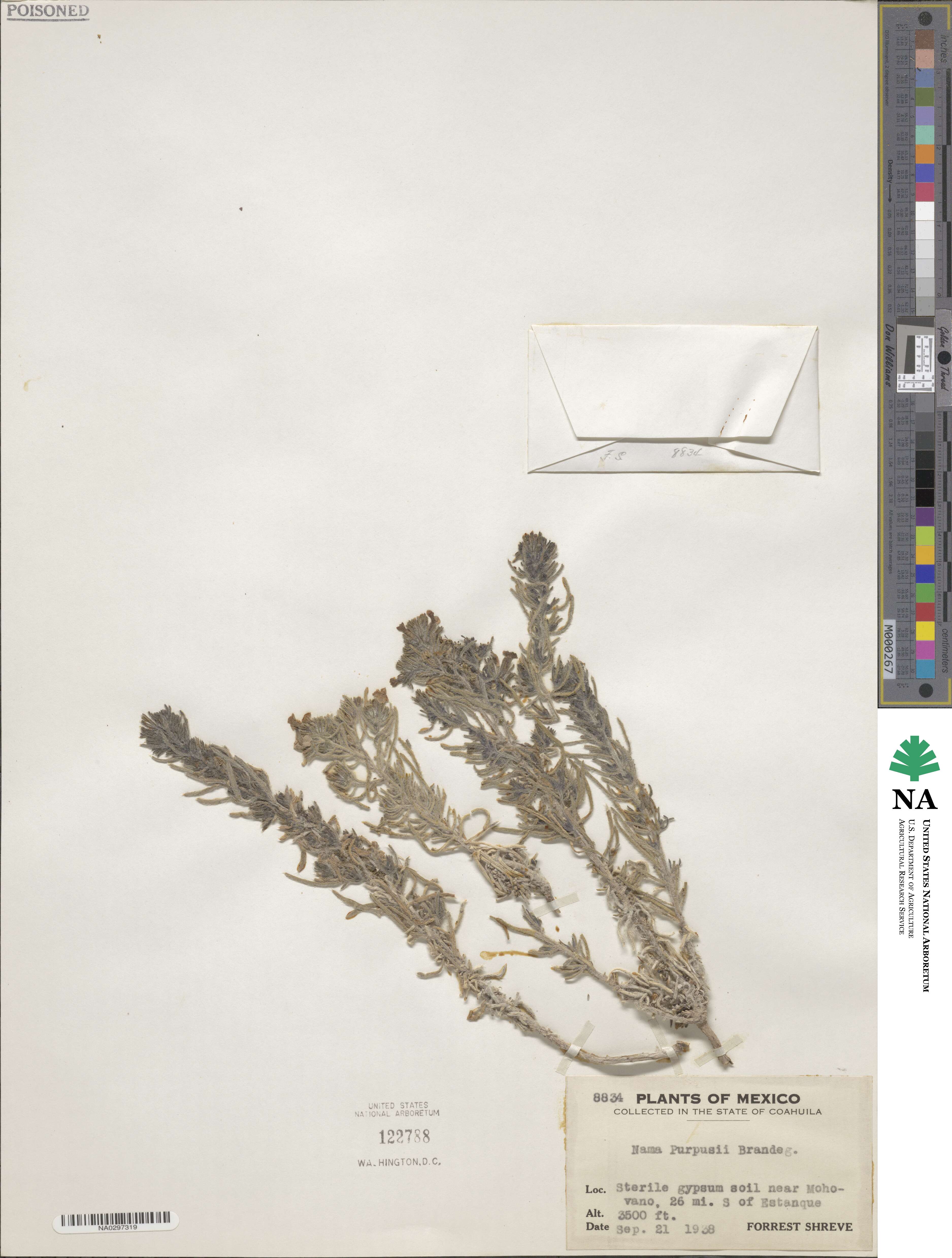 Nama stenophyllum image
