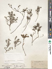 Nama origanifolium image