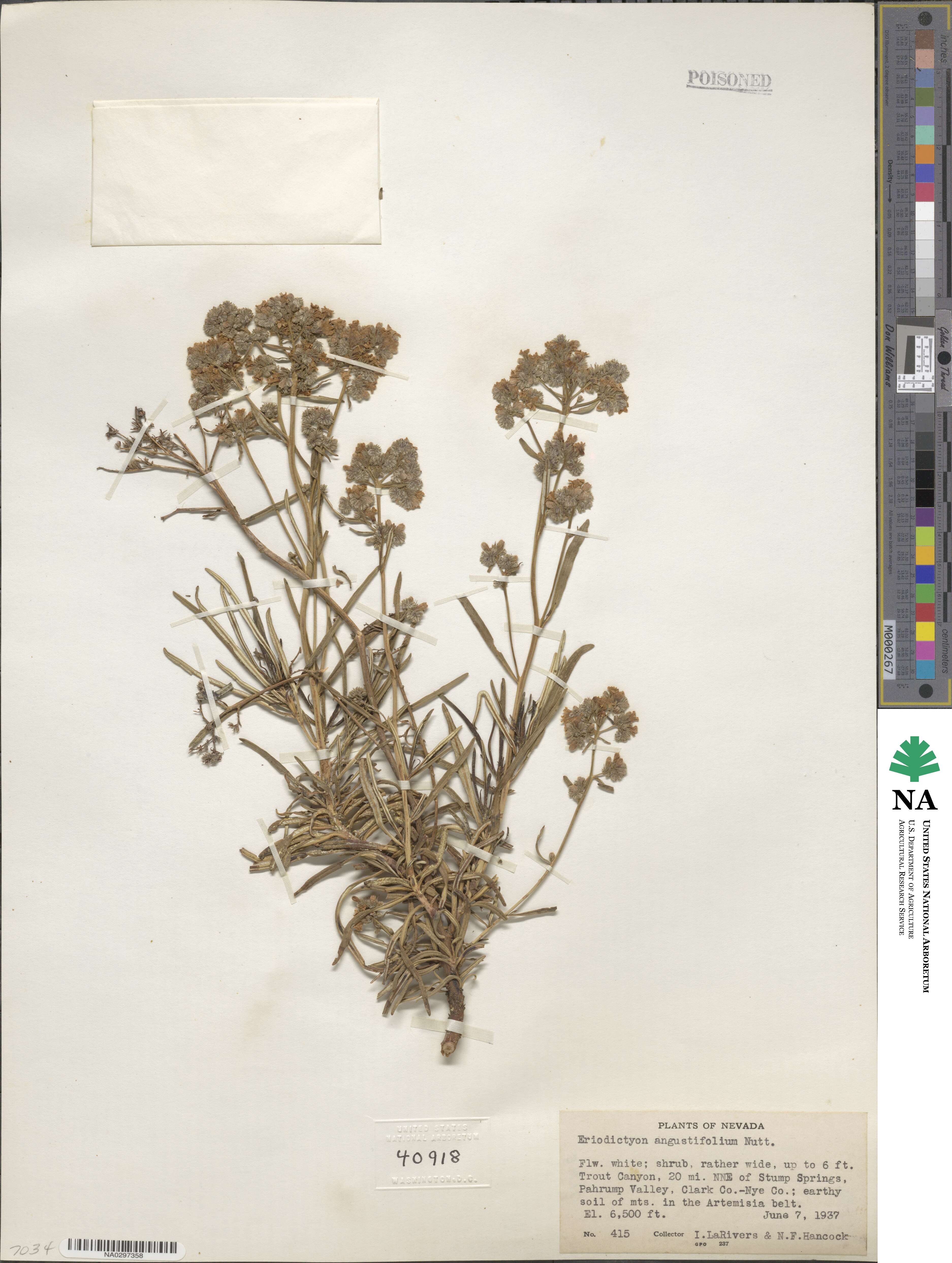 Eriodictyon angustifolium image
