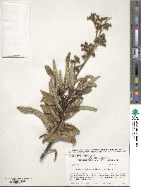 Eriodictyon californicum image