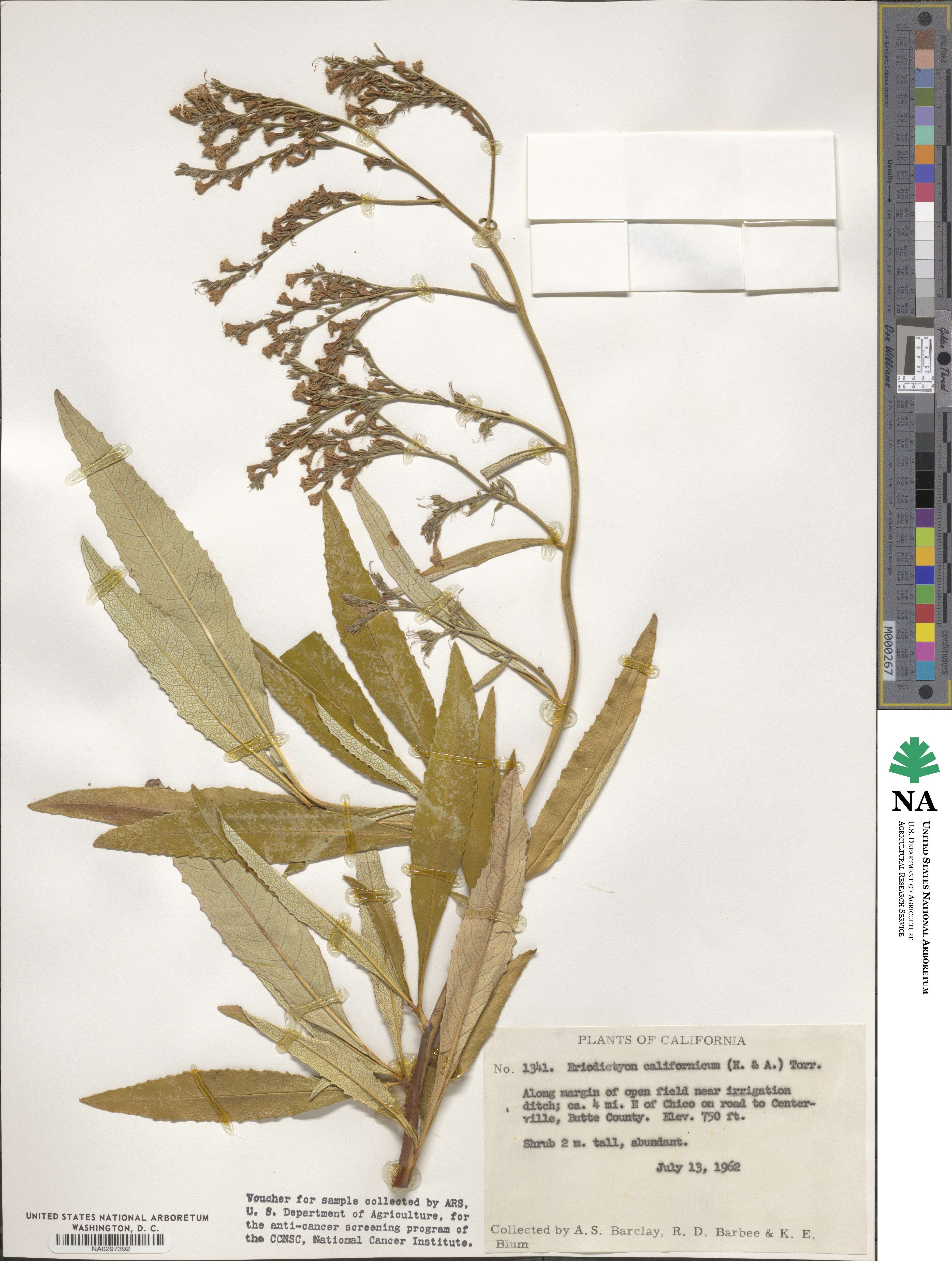 Eriodictyon californicum image