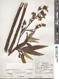 Eriodictyon californicum image