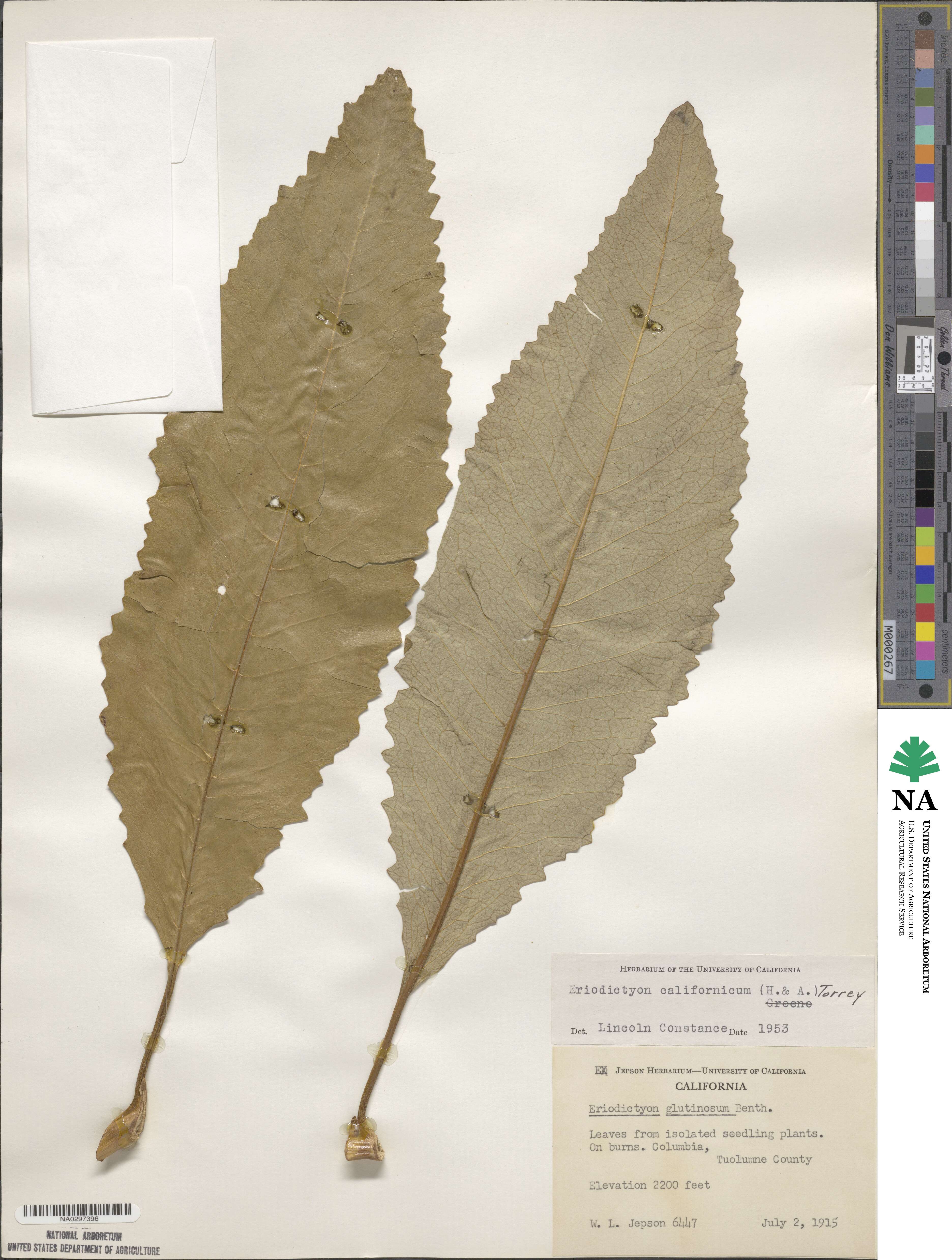 Eriodictyon californicum image