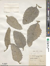 Eriodictyon tomentosum image