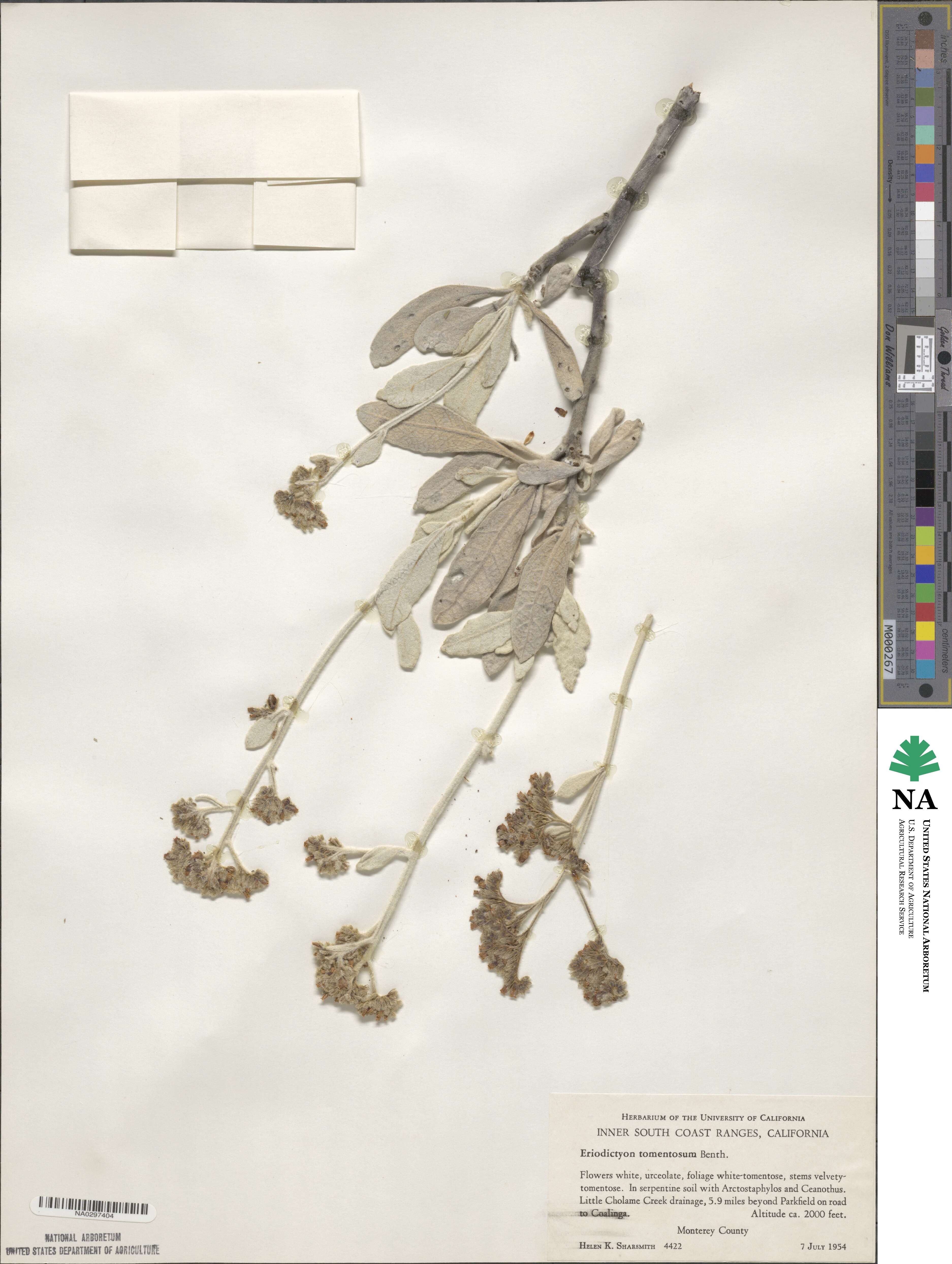 Eriodictyon tomentosum image