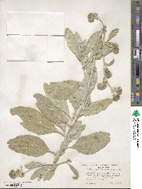 Eriodictyon tomentosum image