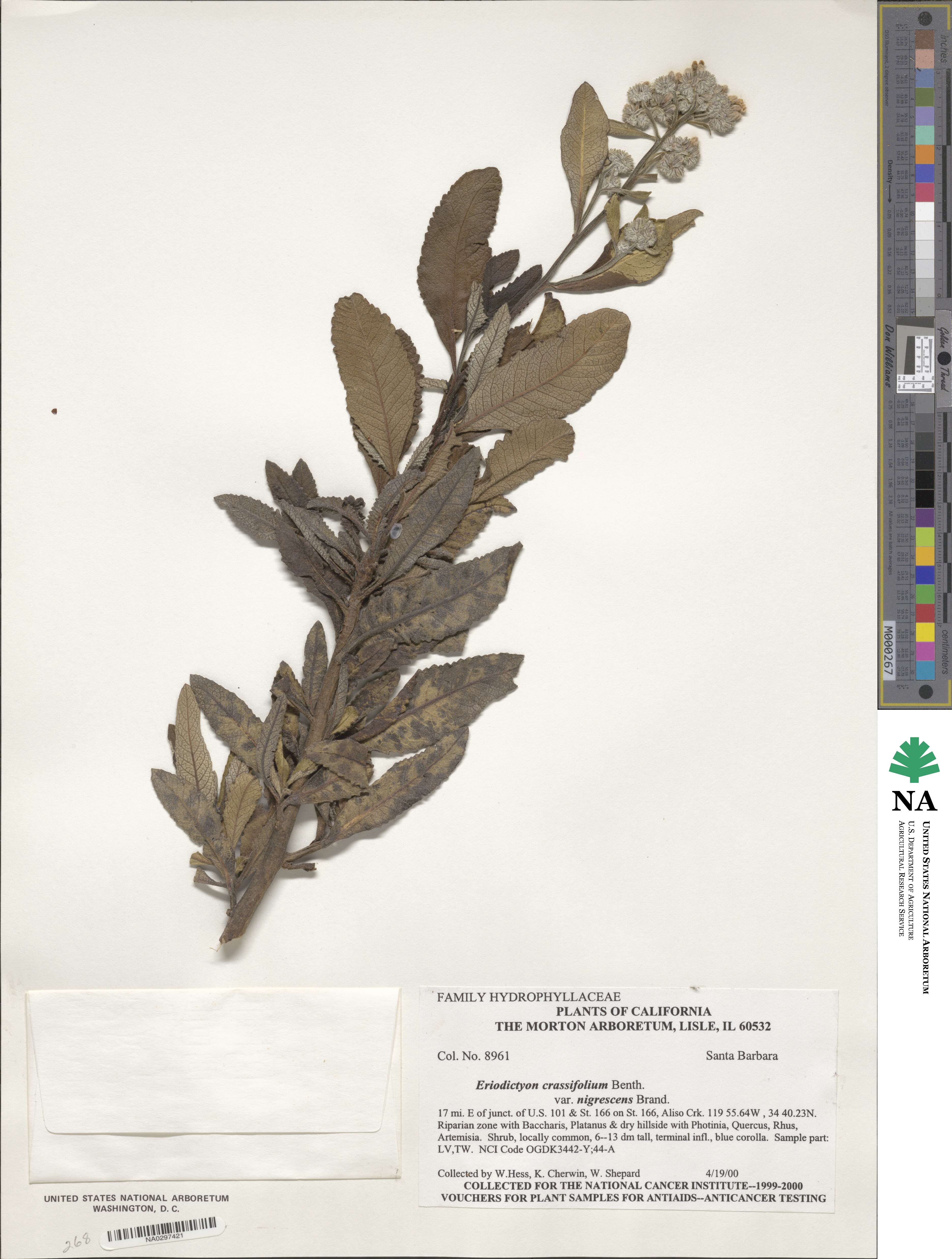 Eriodictyon crassifolium var. nigrescens image